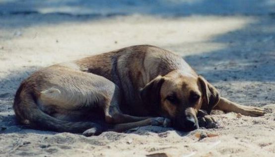 Nur ein Hund- aber ein Lebewesen!